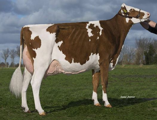 Nosbisch SOLITO RED Holstein Unigen